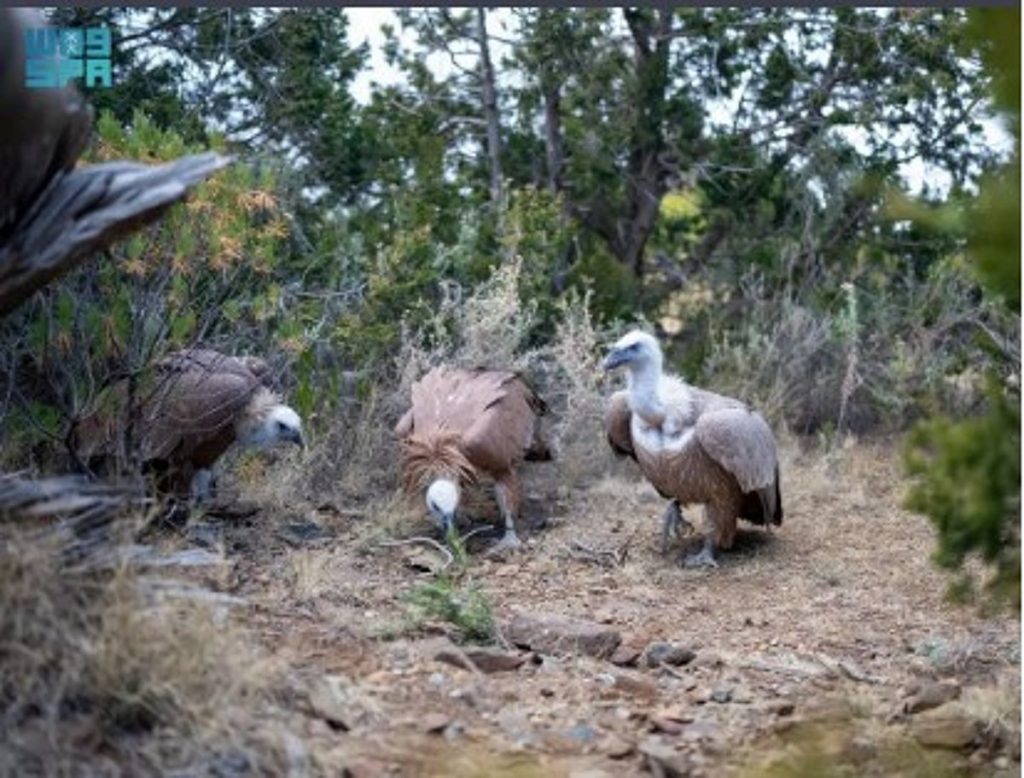 «الحياة الفطرية» يطلق عددًا من الطيور الجارحة في متنزّه السودة