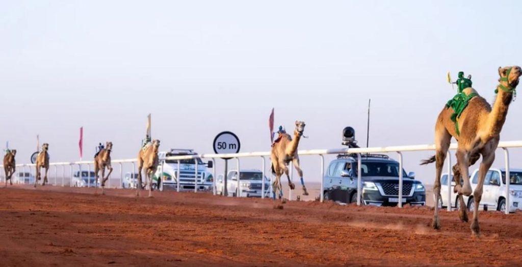 نتائج الأشواط الأولى في جائزة الملك عبدالعزيز لسباقات الهجن