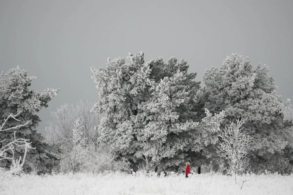 هل تنفجر الأشجار فعلاً عندما يشتد البرد؟