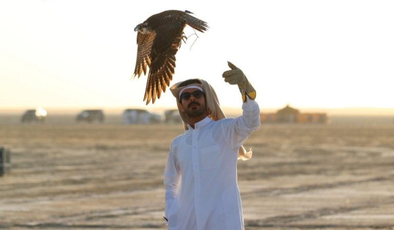  20 صقاراً يتنافسون الأحد المقبل في الدور قبل النهائي لبطولة الطلع بمهرجان مرمي 2026