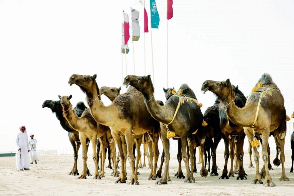 انطلاق مهرجان قطر للإبل «جزيلات العطا»