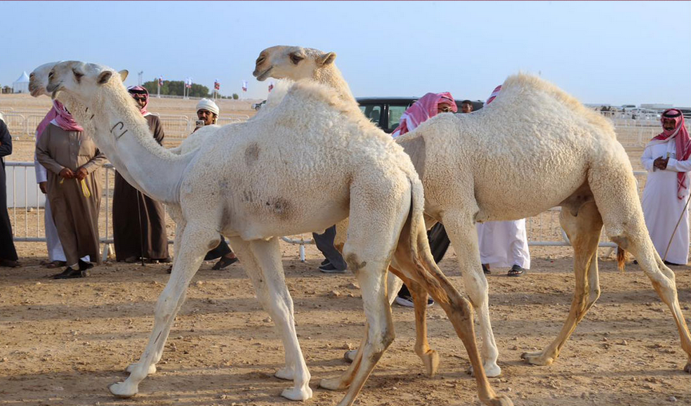  انطلاقة مميزة لمهرجان قطر للإبل “جزيلات العطا” 2026