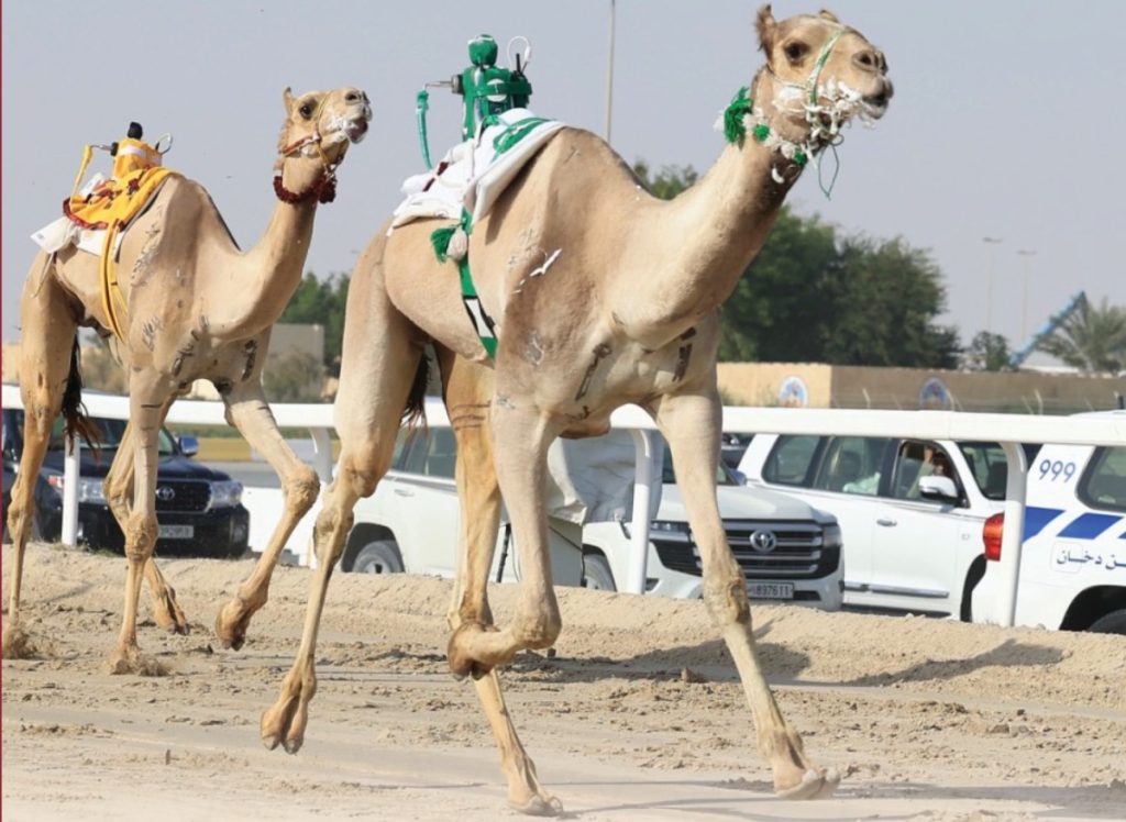  منافسات قوية لأشواط الثنايا في السباق المحلي السادس للهجن