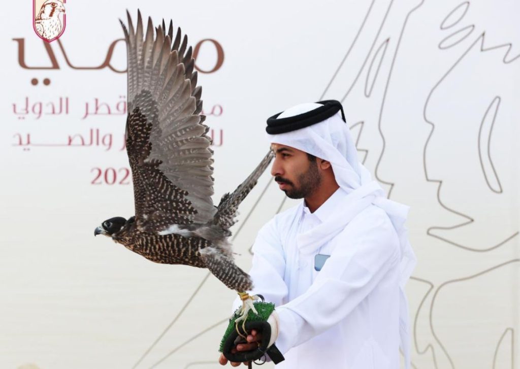  20 صقارا جديدا يتأهلون إلى نهائي بطولة الدعو المحلي في مهرجان مرمي 2026