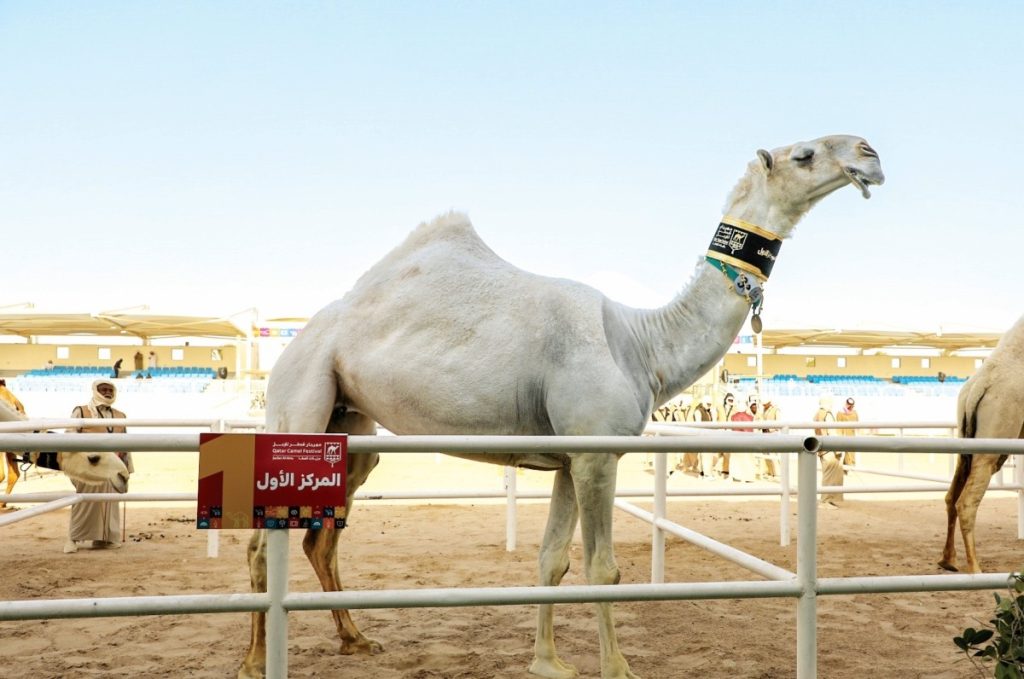  الشرافي يبقي سيف المغاتير بميدان لبصير