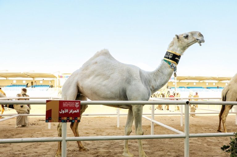  الشرافي يبقي سيف المغاتير بميدان لبصير