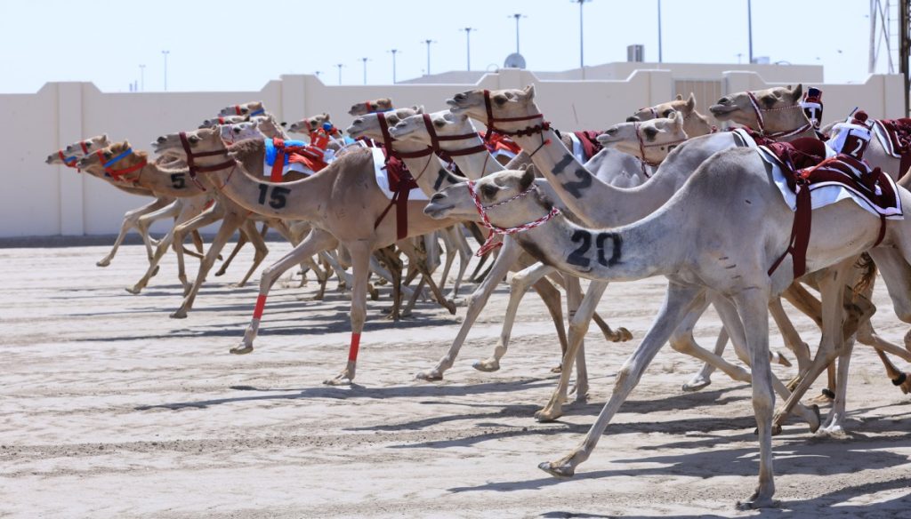  إعلان برنامج السباق المحلي السابع للهجن العربية الأصيلة
