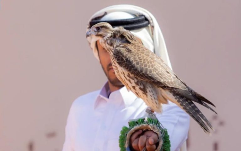 185 صقرًا للمحترفين المحليين يتنافسون في اليوم السابع لمهرجان الملك عبدالعزيز للصقور 2025