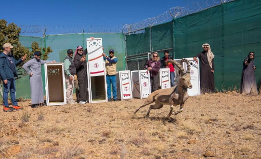 إطلاق 12 كائنًا فطريًا في متنزه السودة الوطني