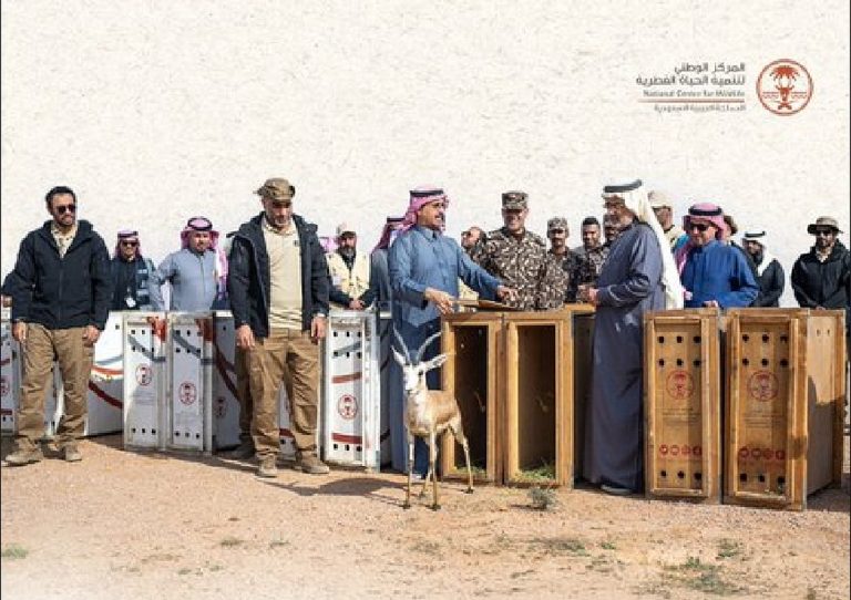 إطلاق 75 كائنًا فطريًا في محمية الملك عبدالعزيز الملكية