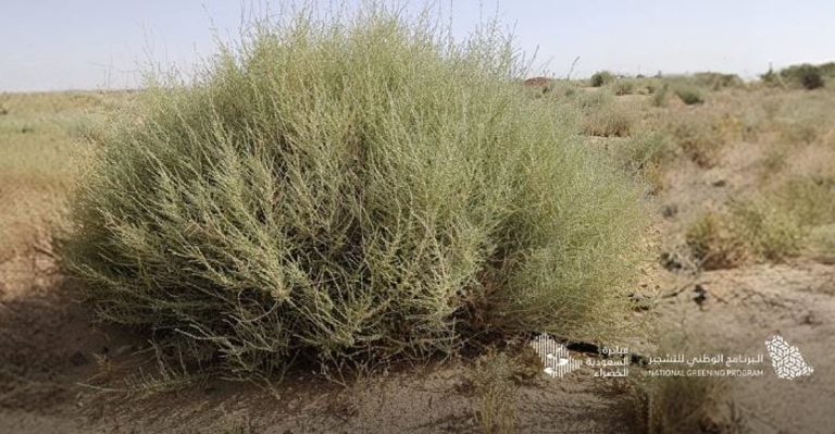 البرنامج الوطني للتشجير يكشف عن أبرز أنواع النباتات المحلية الملائمة للتشجير في الجوف