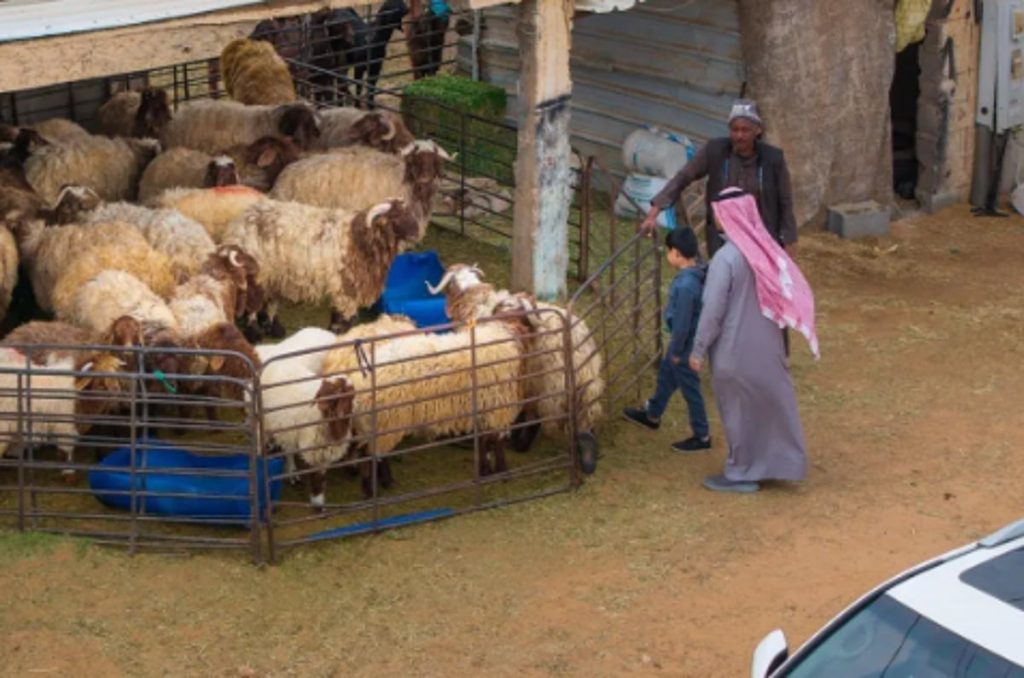انتعاش أسواق الماشية في الحدود الشمالية مع قرب رمضان